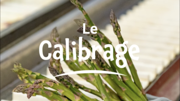 2630CULTURE ASPERGES : LA RÉCOLTE